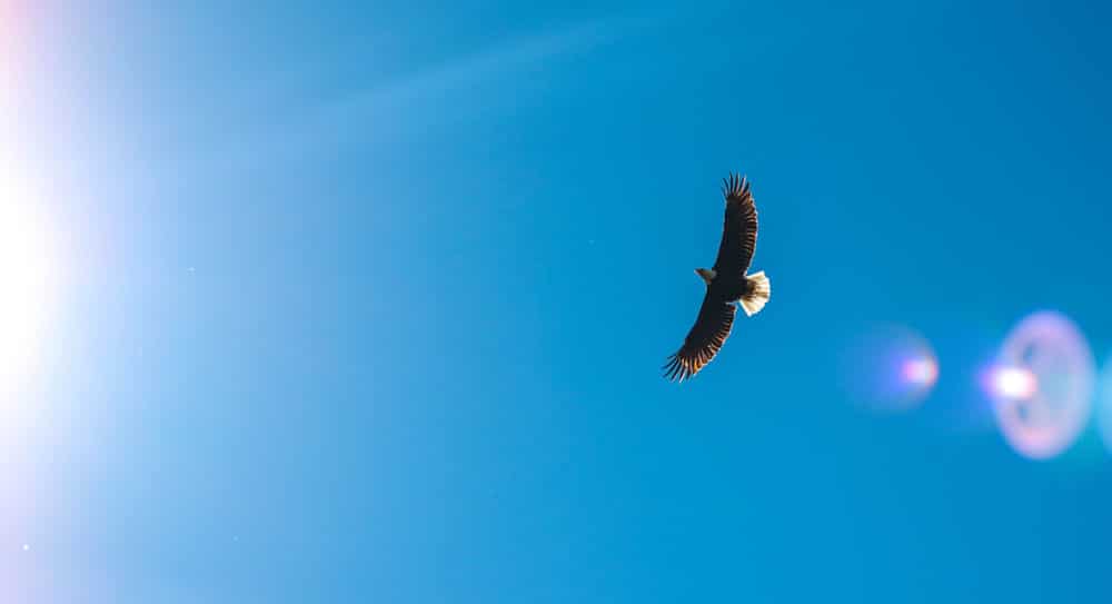 NLB-vision-eagle